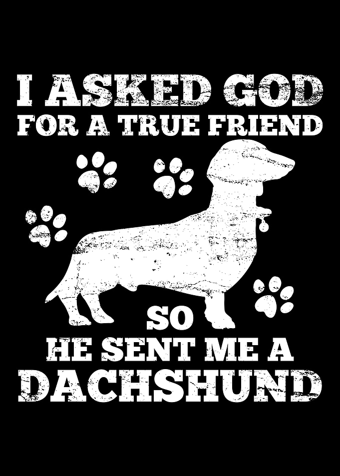 Dachshund Wiener Weiner