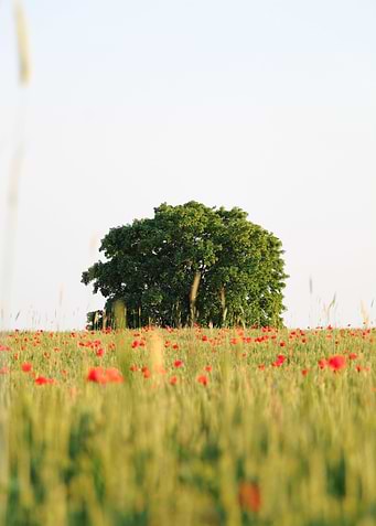 Poppy Tree