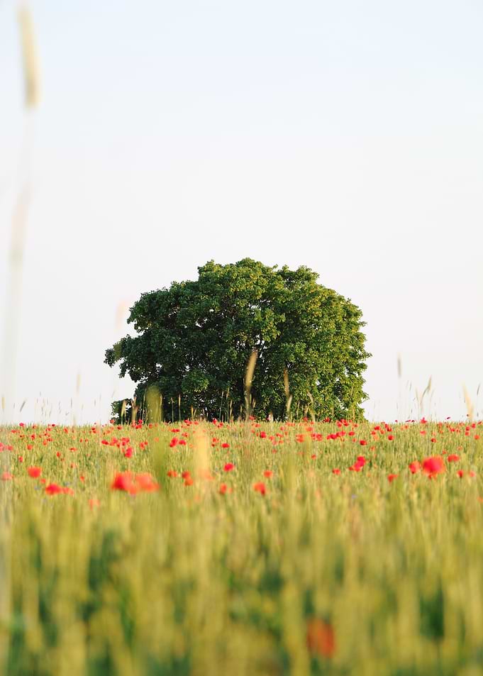 Poppy Tree
