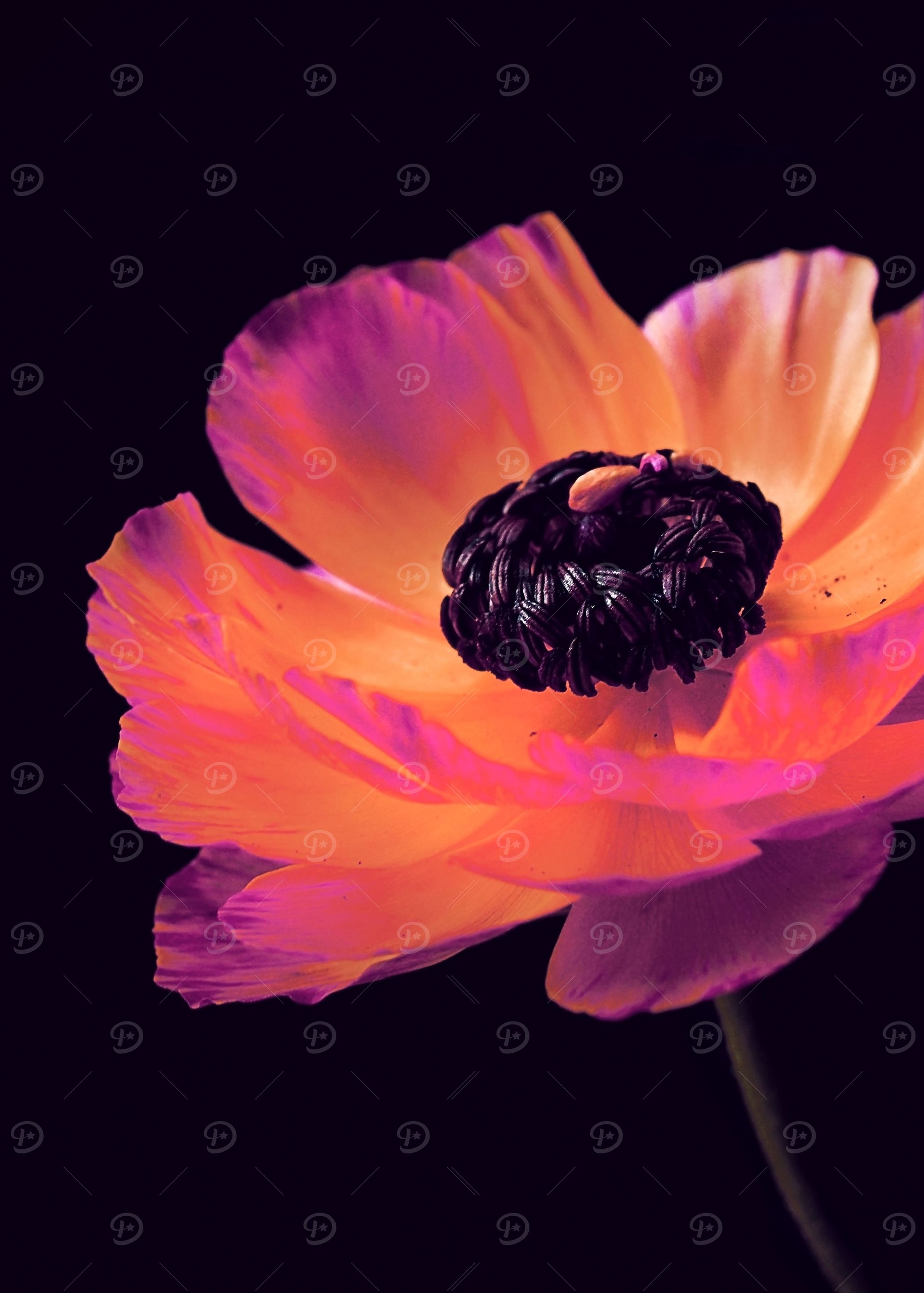Pink Ranunculus3
