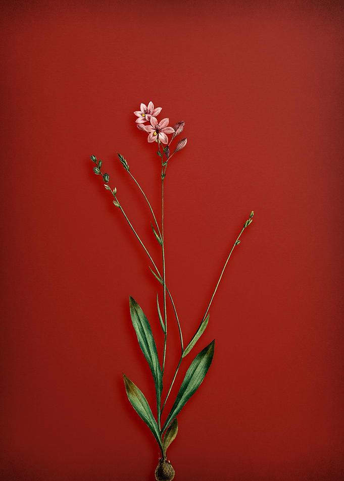 Vintage Gladiolus Flower