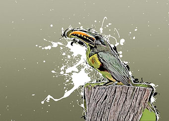 Exotic Toucan Bird