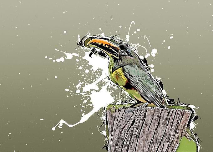 Exotic Toucan Bird