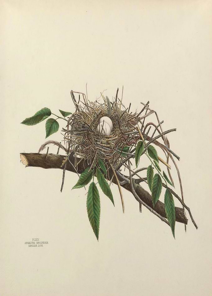 Bird Nest Egg Print SET