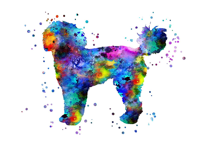 Cockapoo