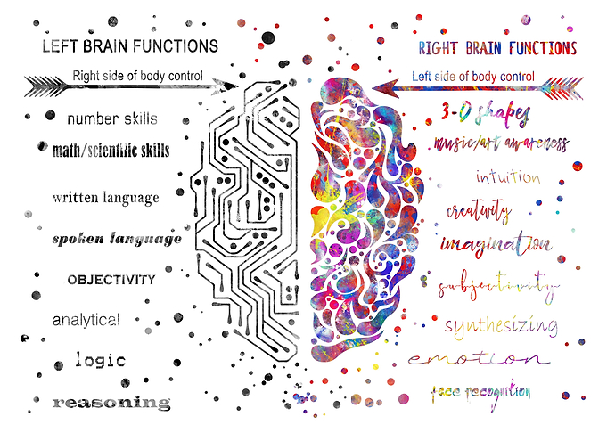 Left and right brain