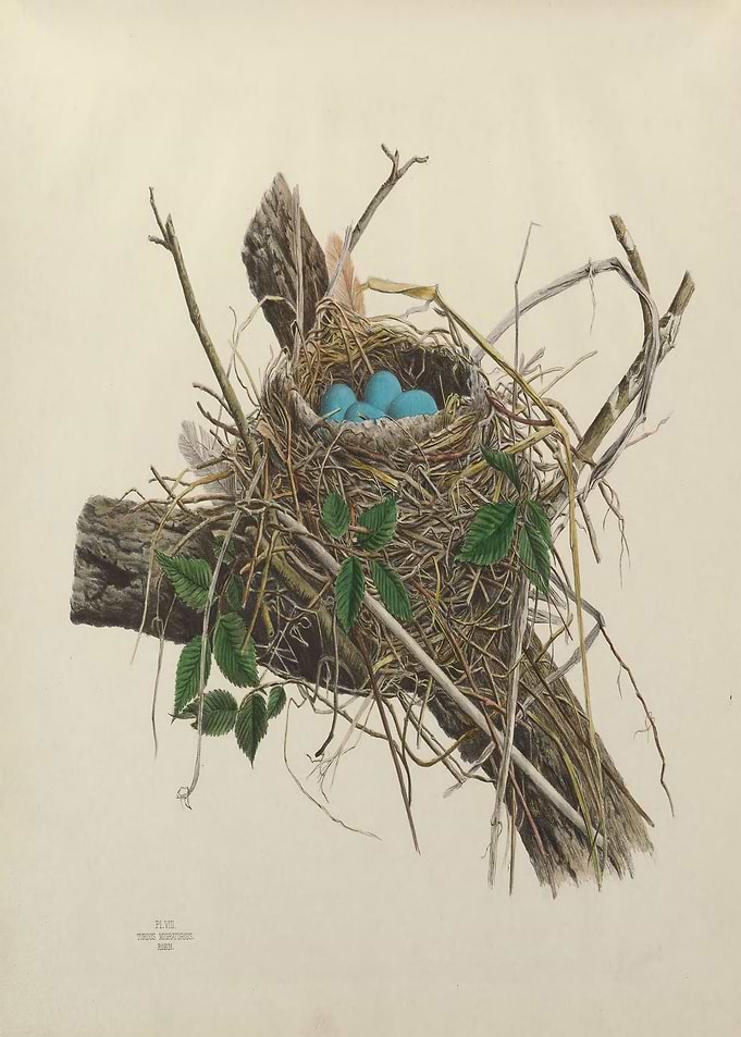 Vintage Bird Nest Egg SET
