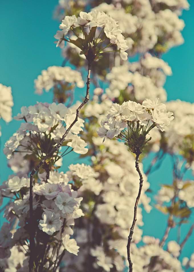 Blossoms 01