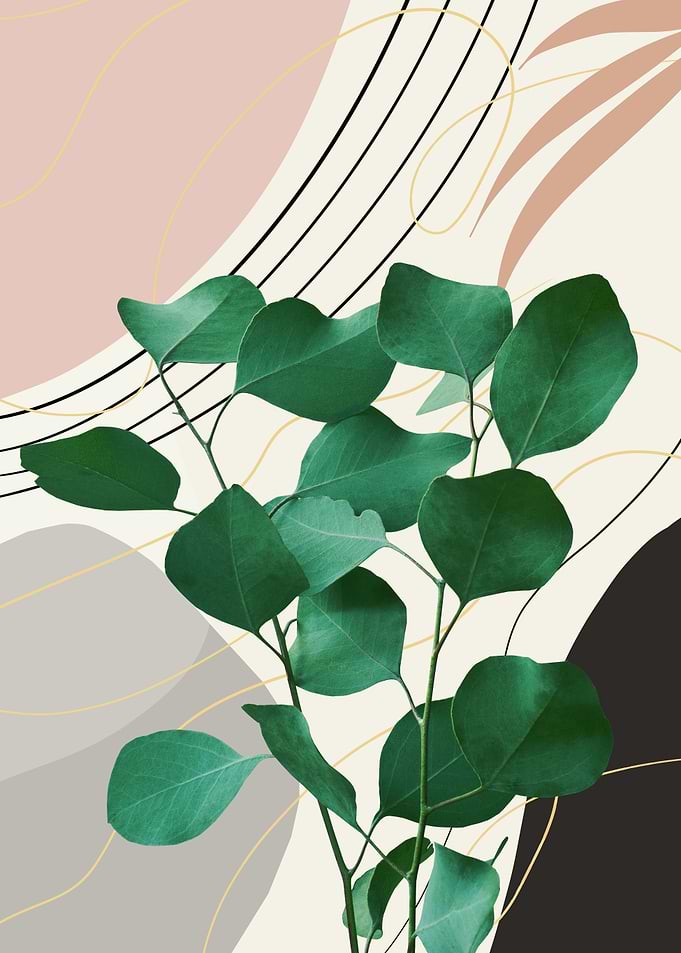 Eucalyptus Glam 2