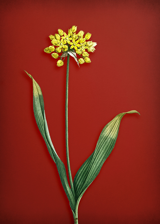 Golden Garlic on Red