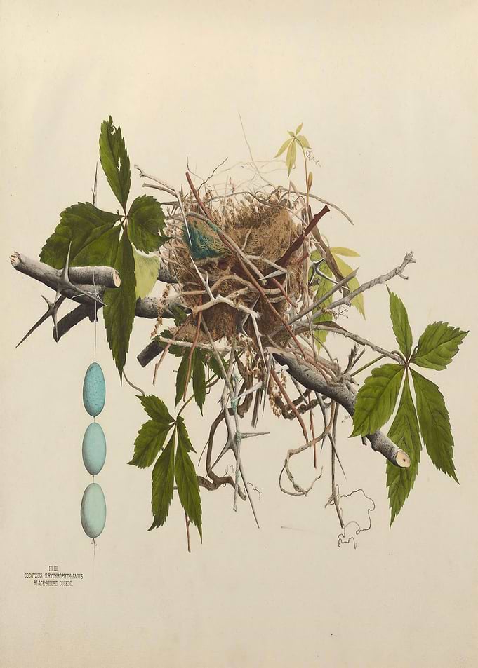 Vintage Bird Nest Egg SET