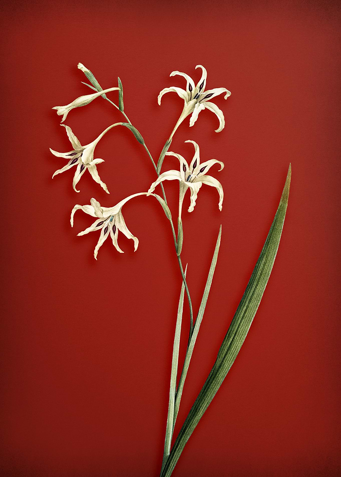 Vintage Gladiolus Flower