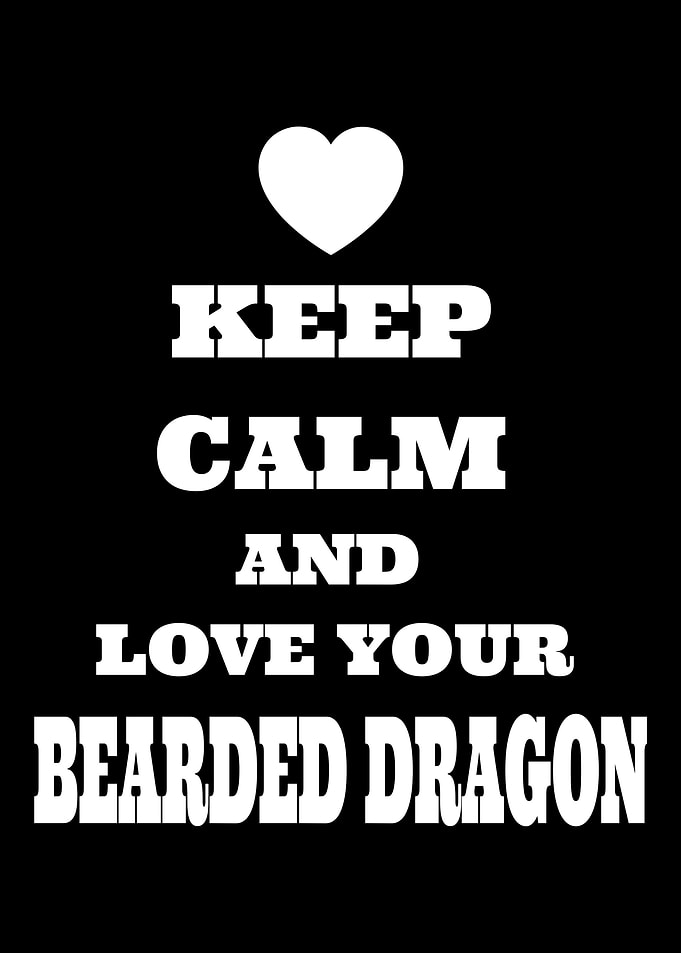 Bearded Dragon Funny