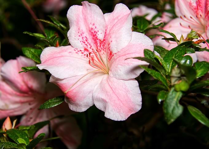 Lily Flower