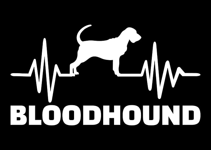 Bloodhound