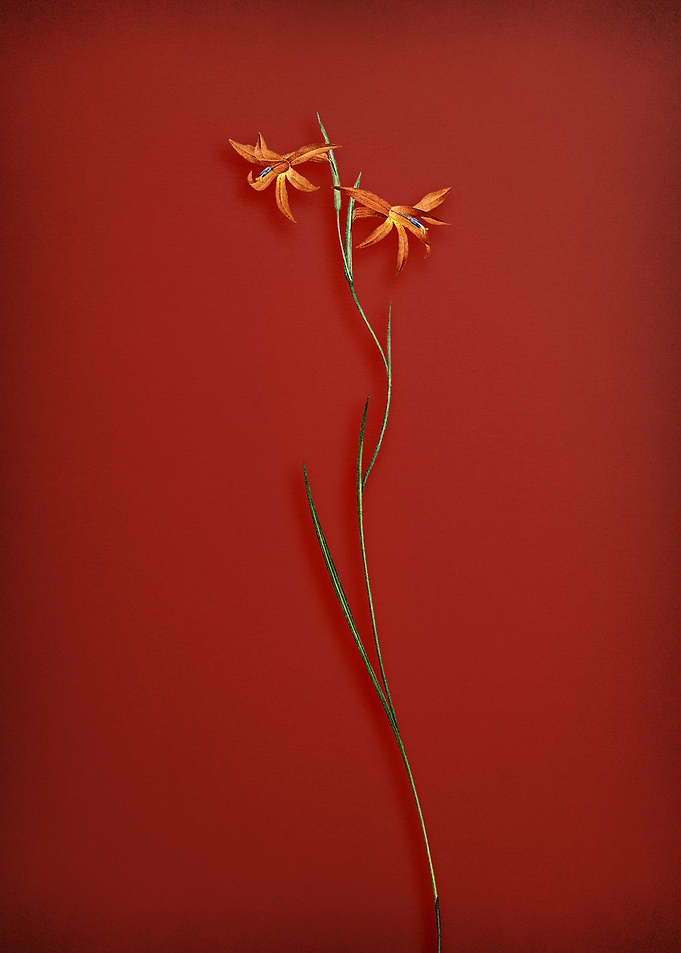 Vintage Gladiolus Flower
