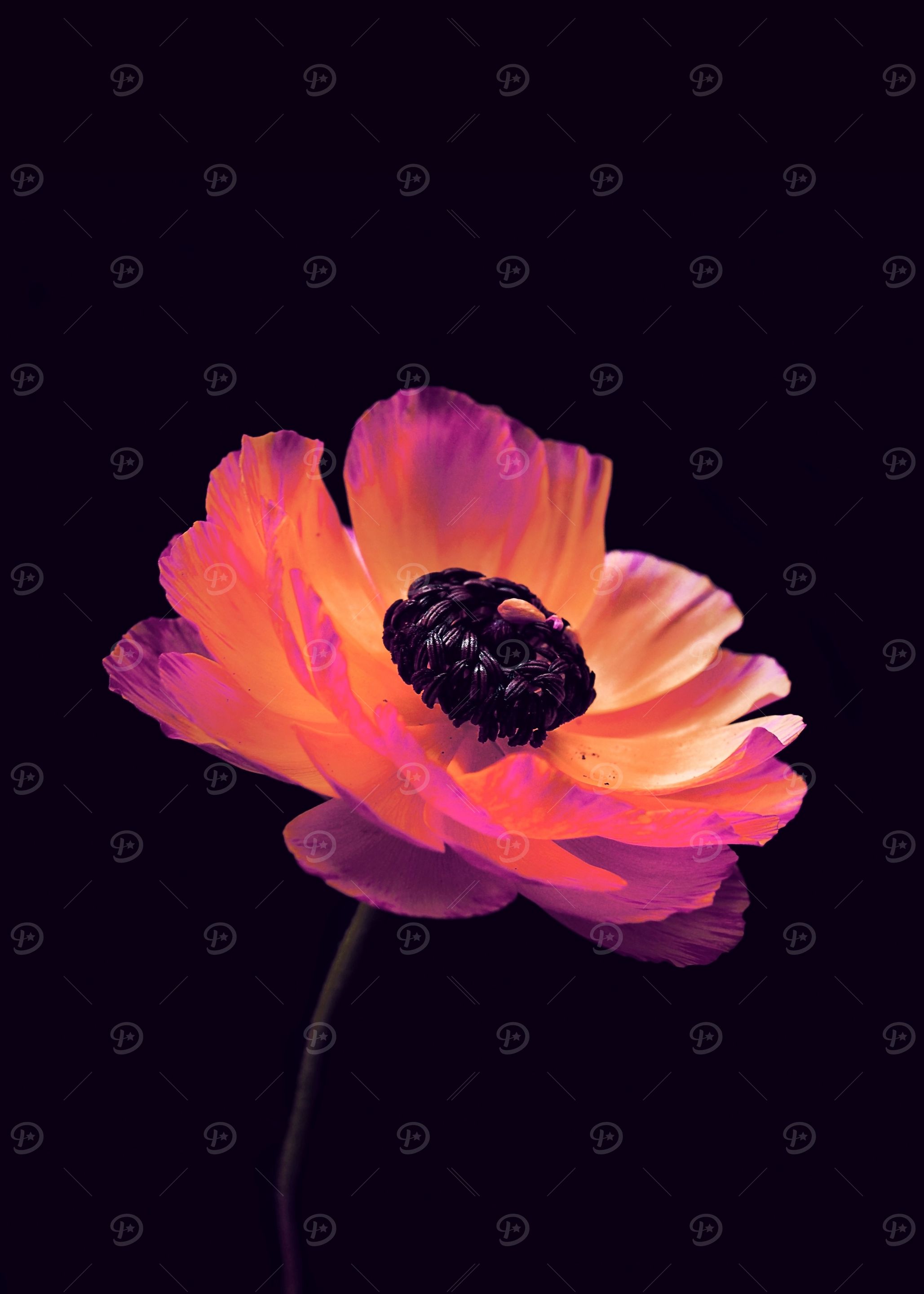 Pink Ranunculus1