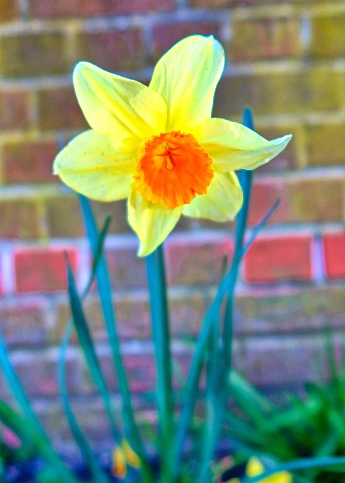 Daffodil