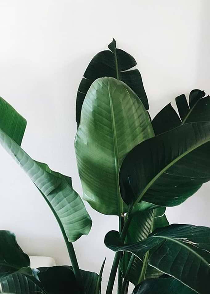 plant leaves 1