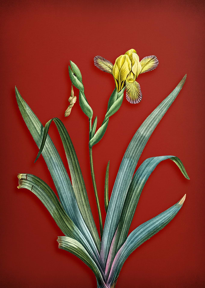 Hungarian Iris on Red