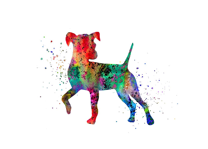 Miniature pinscher