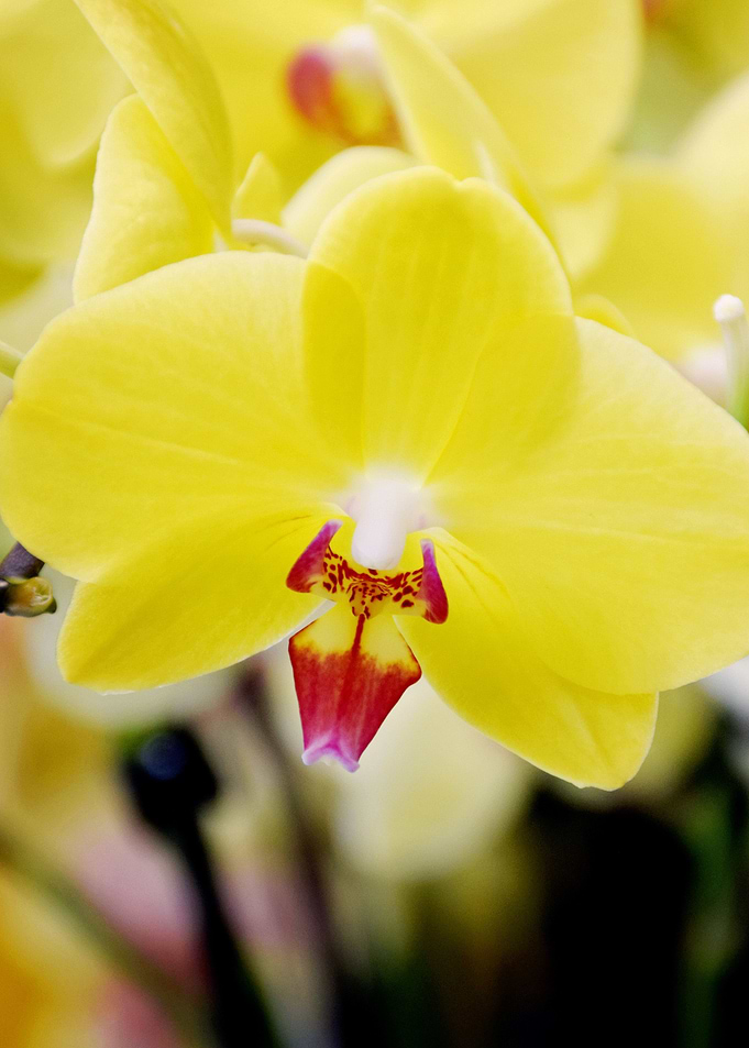 Close up Orchid 4