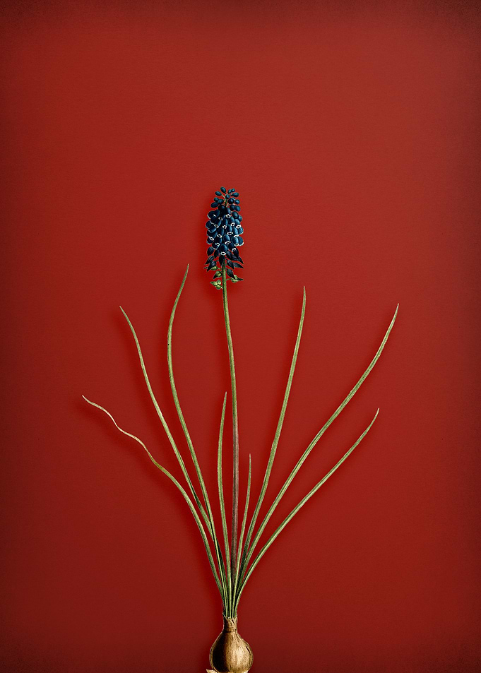 Grape Hyacinth on Red