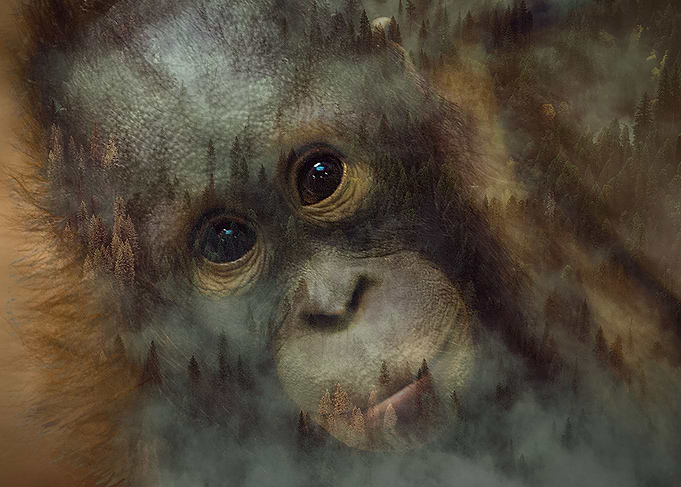 Orangutan