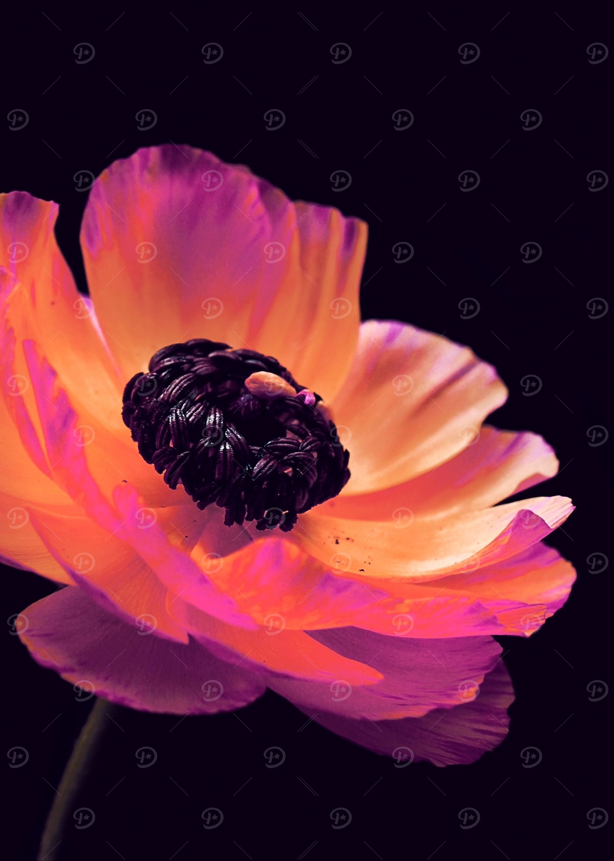 Pink Ranunculus2