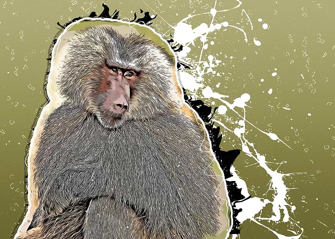 Baboon 1