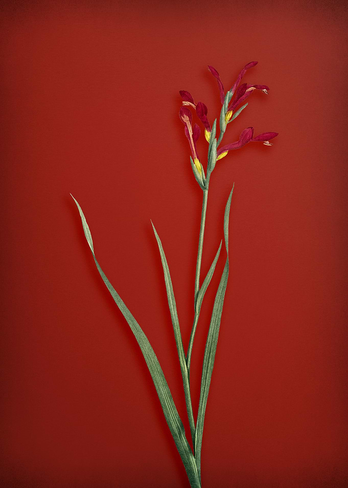Vintage Gladiolus Flower