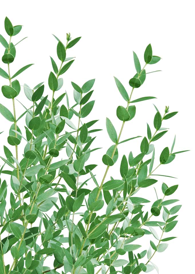 Eucalyptus Delight 3