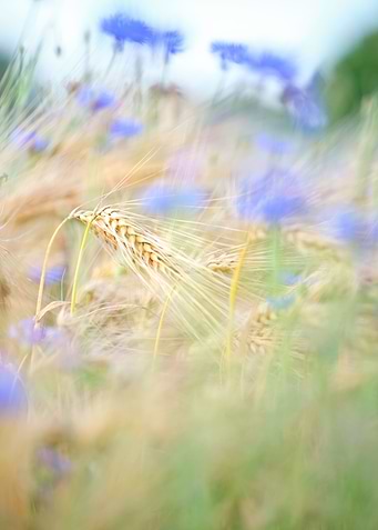 romantic field