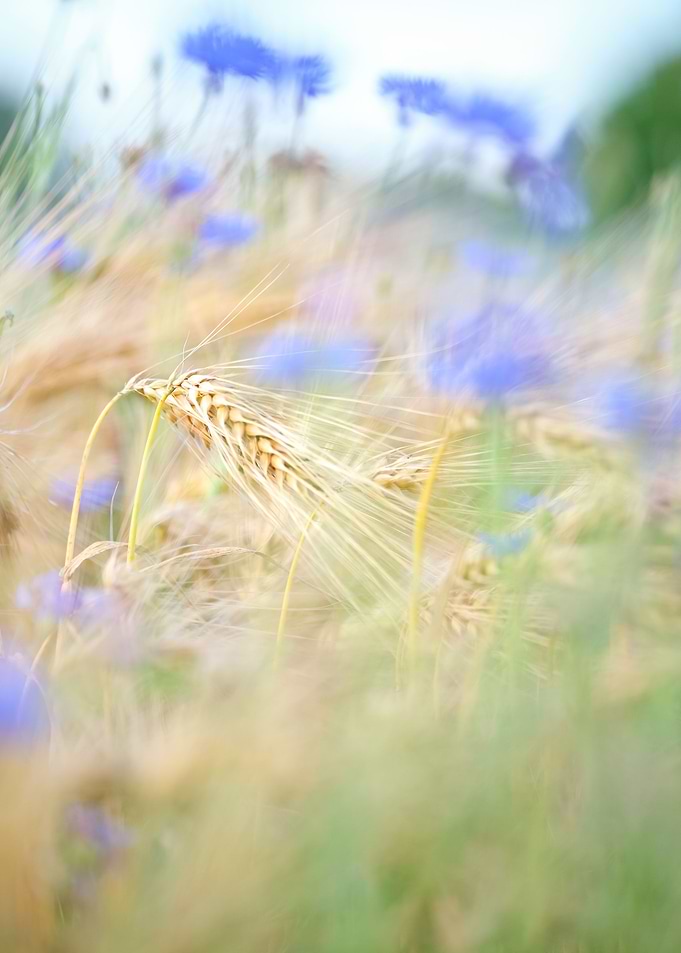 romantic field