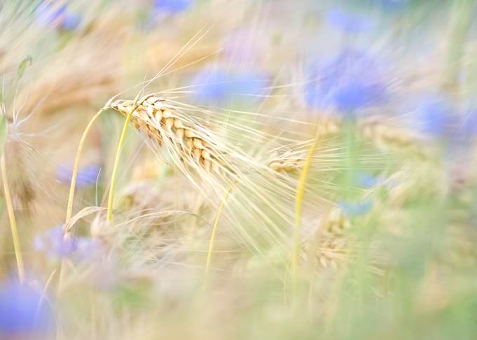 romantic field