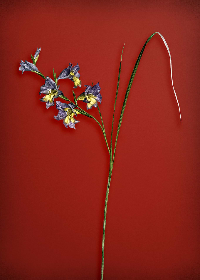 Vintage Gladiolus Flower