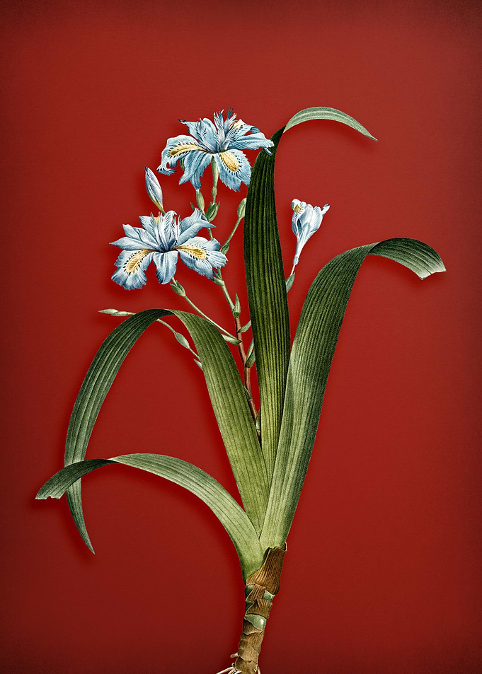 Iris Fimbriata