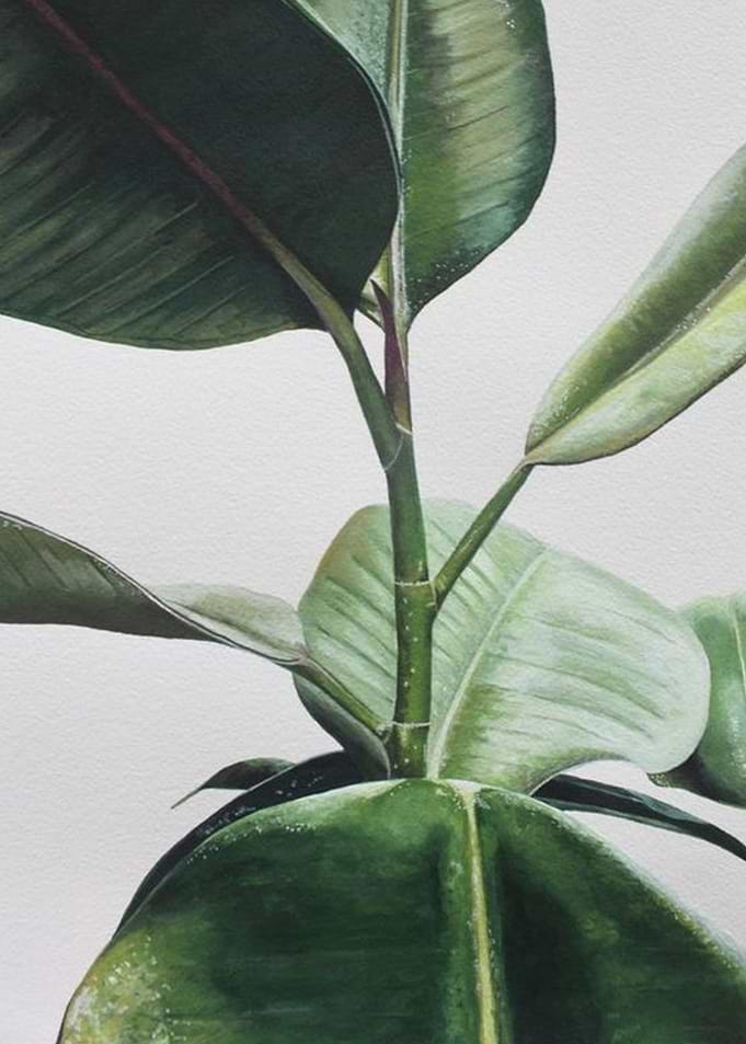 plant leaves 4