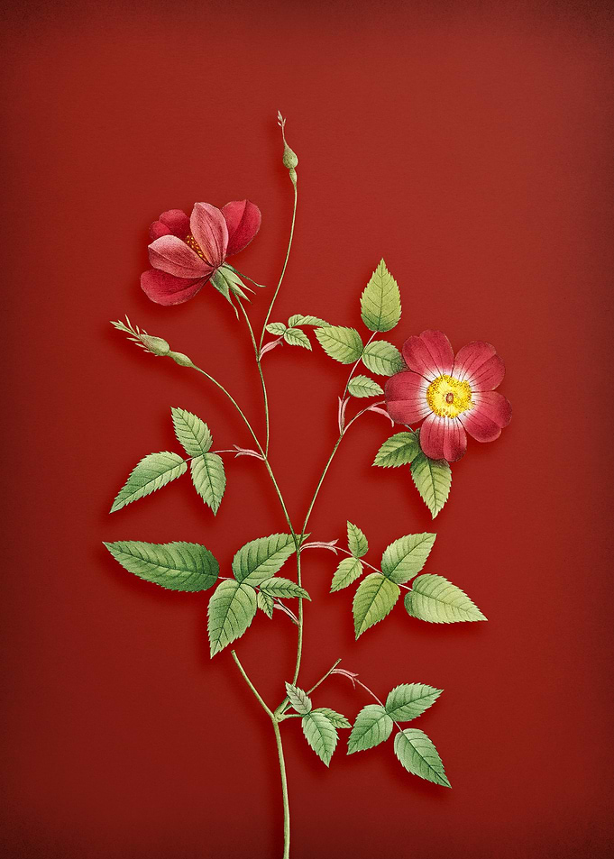 Indica Stelligera Rose