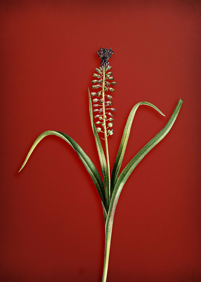 Grape Hyacinth on Red