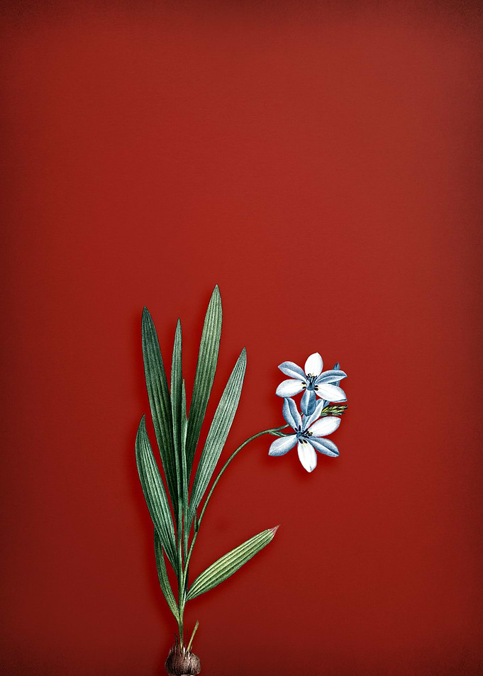 Vintage Gladiolus Flower