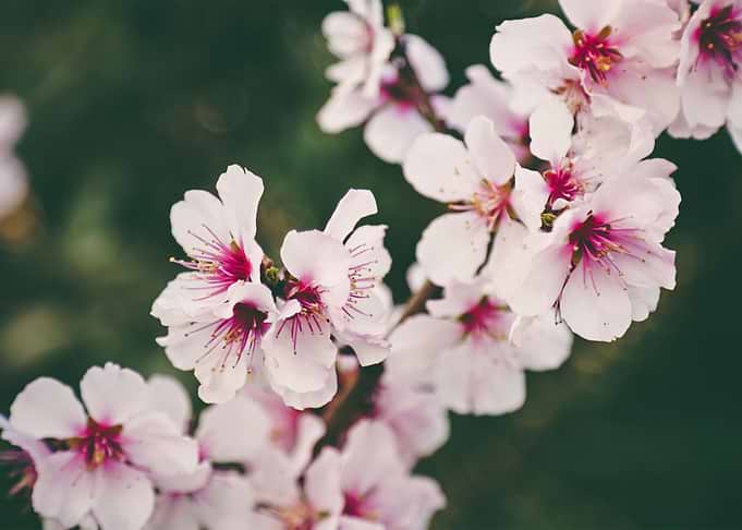 Blossoms 04