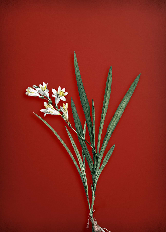 Vintage Gladiolus on Red
