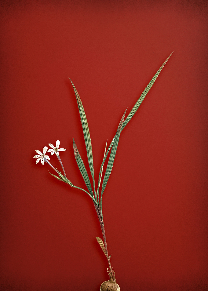 Vintage Gladiolus Flower