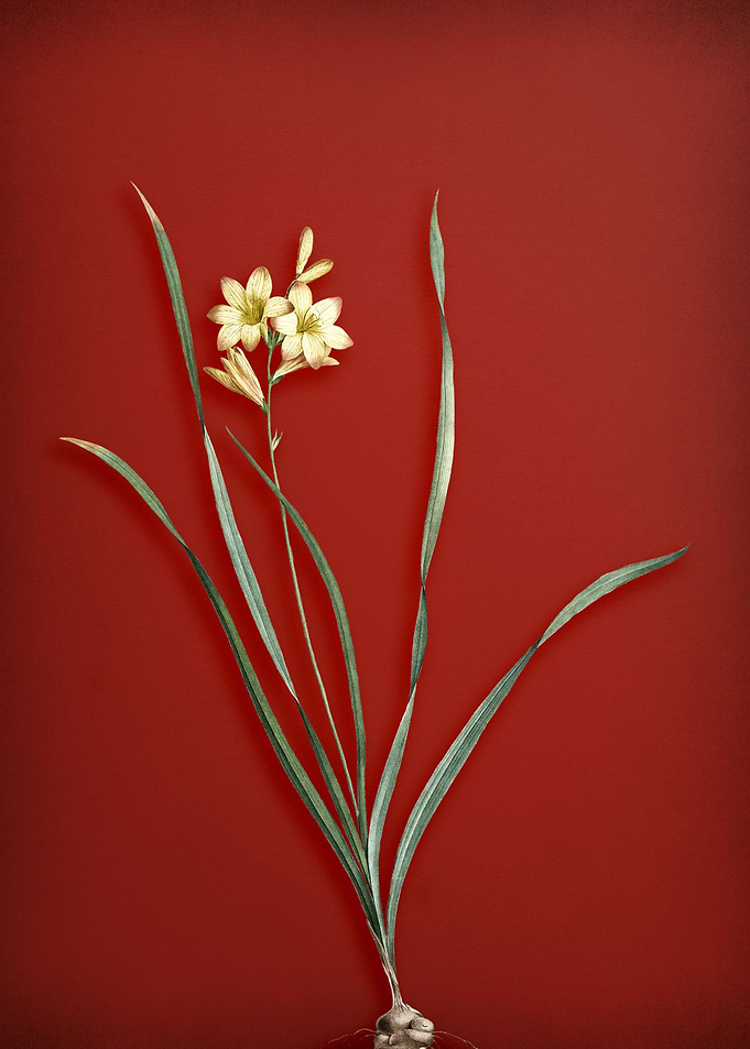 Vintage Gladiolus Flower