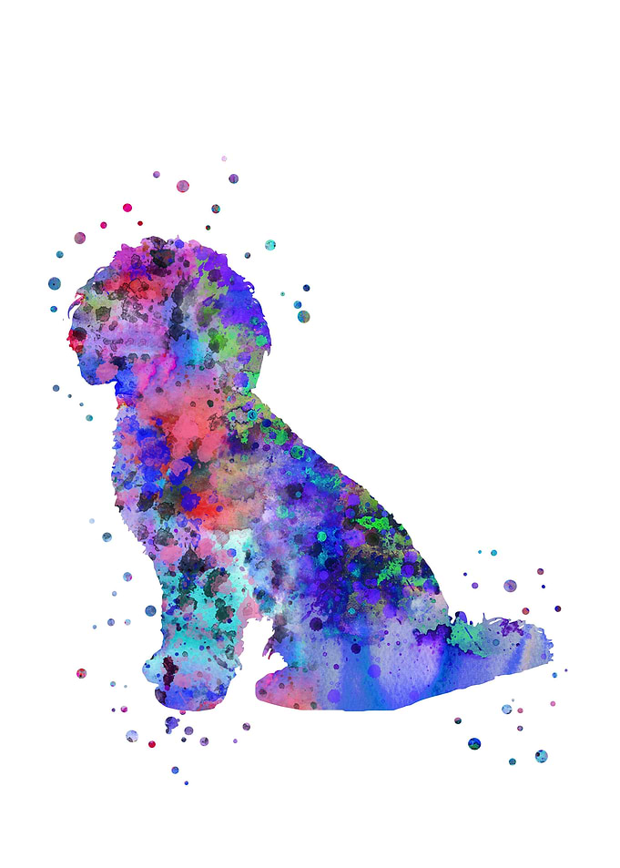 Cockapoo