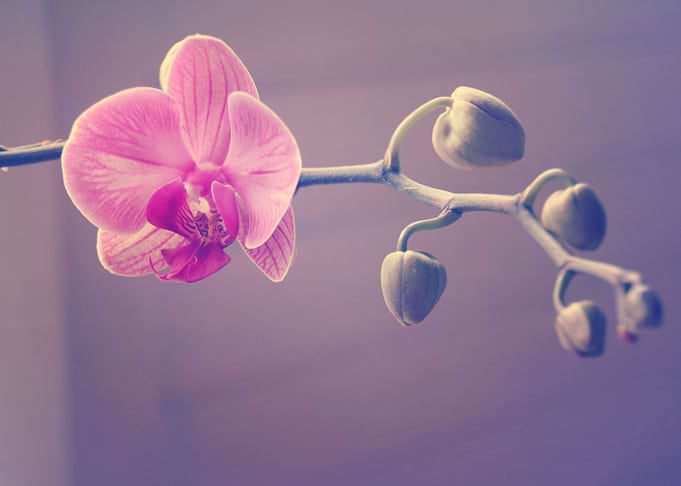 Close up Orchid 1