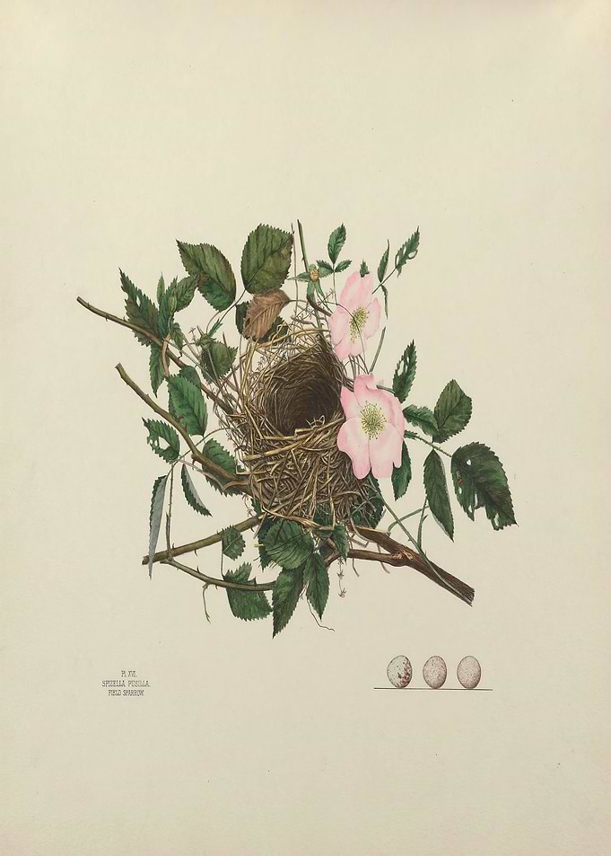Vintage Bird Nest Egg SET