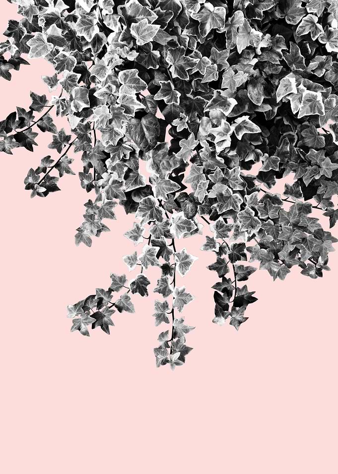 Ivy Delight 7