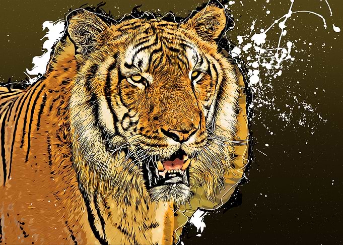 Tiger Facing You